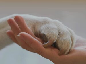 Die Seele im Fell - Familienstellen Lenzburg Coaching